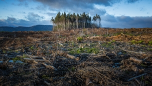 Glasgow'da ülkeler ormanları korumaya söz verdi