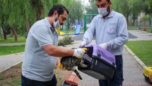 Karşıyaka'da bu yıl 5 bin can dost kısırlaştırıldı