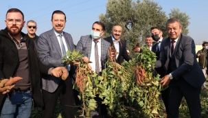 Tatlı Patates İzmir'in Ürün Desenine Eklendi