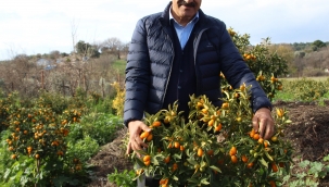 "Altın portakal" kumkuat İzmir'de üretilmeye başlandı