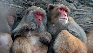 Maymunlar intikam için 250 köpeği öldürdü