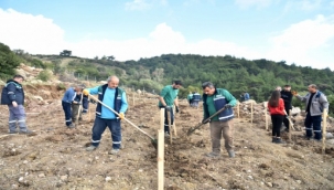 Bornova'ya yeni Misket Üzümü Bağı