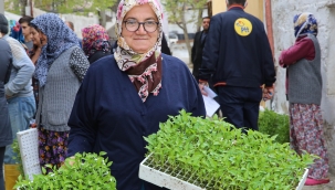 Buca Belediyesi'nden üreticiye 100 bin sebze fidesi 