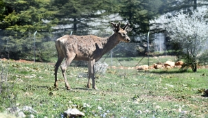 Doğal Yaşam Parkı'ndaki kızıl geyiklerin yeni yuvası Spil Dağı