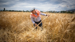 İzmir Büyükşehir Belediyesi'nden üreticiye tam destek Buğdayın kilosu 10 liradan alınacak