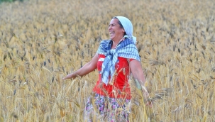 İzmir'de karakılçık buğdayı eken üreticinin yüzü güldü