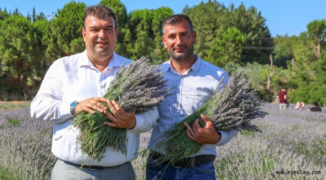 Seferihisar'da lavanta ve ekinezya hasadı şenlikle kutlanacak