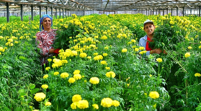 Bademler'in çiçek üreticisi Hollanda Borsası'nda
