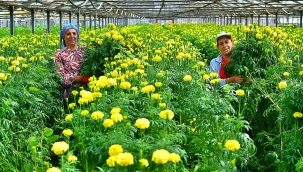 Bademler'in çiçek üreticisi Hollanda Borsası'nda