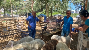 Seferihisar Kurbanlık Pazarı Kuruldu 