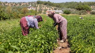 Buca'da üreticinin ilk hasat coşkusu 