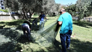 Bornova Belediyesi sahipsiz zeytinlere sahip çıkıyor 