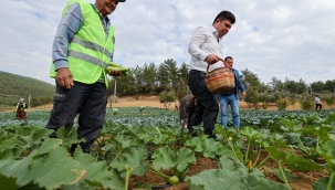 Bucalı çiftçilerden kış sezonunun ilk hasadı 