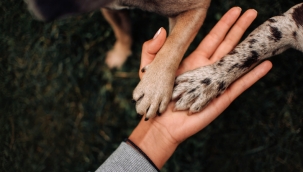 Evcil Hayvanlarla Kurulan Bağlar, Pozitif Duyguları Artırıyor 