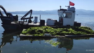 Körfez'de oluşan deniz marulları temizleniyor 