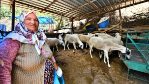 İzmir Büyükşehir Belediyesi'nin verdiği üç koyundan 48 koyuna Umut sürüsü büyüyor 