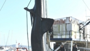 2 Tonluk Köpekbalığı İKÇÜ'ye Getirildi 