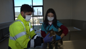 Enkazdan kurtarılan hayvanlar İzmir'e getirildi 
