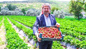 Menemen'de Çilek Kokulu Günler Başlıyor