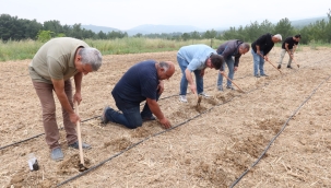 Bornova Kınalı Bamyası'na koruma kalkanı 