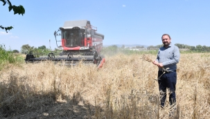 Çiğli Belediyesi'nden Örnek Tarım Uygulaması: İlk Defa Belediye Arazisinde Buğday Hasadına Başlandı 