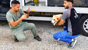 İzmir'de bir yılda 25 bin kedi ve köpek kısırlaştırıldı 