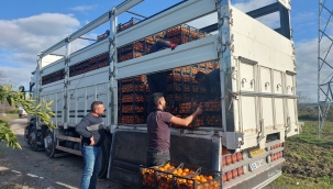 Seferihisar Belediyesi'nden depremzedelere 15 ton mandalina 