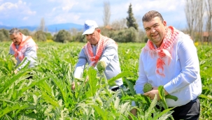 Tarıma Seferihisar damgası 