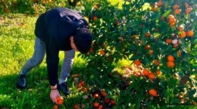 Meslek Liseli GençlerAtık Mandalinaları Ekonomiye Kazandırıyor