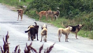 Başıboş sokak köpeklerine ilişkin düzenlemede gözler Meclis'te 