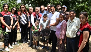 Tire'de Karadut Hasadı 