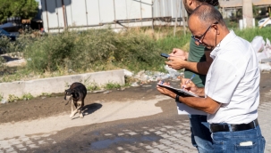 İzmir'de sahipsiz köpeklerin sayımı başladı 