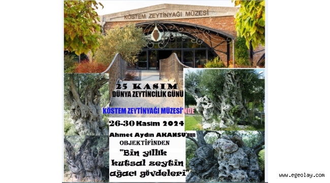 Akansu'nun objektifinden ölümsüz zeytin ağaçları 