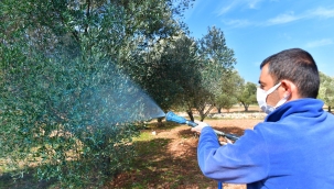 Zeytin üreticisine "ilaç" oldu 