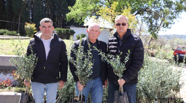 Urla'da zeytin üreticisine 7 bin fidan desteği