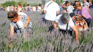 Mis Gibi Şenlik: Seferihisar'da Lavanta Büyüsü Başlıyor 