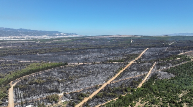 İzmir'de bir ayda 26 bin 260 hektar alan yandı
