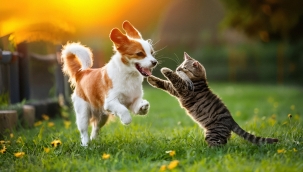 Veteriner Hekimlerden Yaz Alarmı: Kedi ve Köpekleriniz İçin Hemen Uygulayabileceğiniz 7 Öneri 