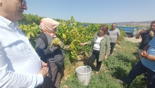CHP Denizli Milletvekili Gülizar Biçer Karaca Denizli Buldan'da üzüm üreticilerini dinledi 