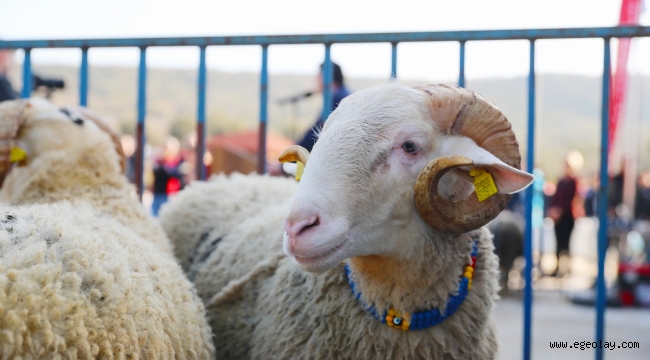 Aliağa Belediyesi'nden Üreticiye Yeni Destek: Damızlık Koyun Dağıtımında İkinci Etap Başlıyor 