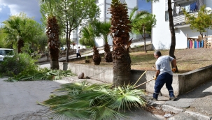 Çiğli'de sonbahar bakımı: Ağaçlar budanıyor, kent güzelleşiyor 