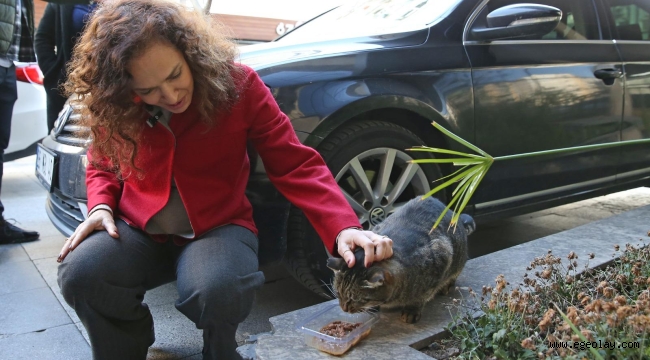 Karşıyaka'da can dostlar için 25 ton mama toplandı 
