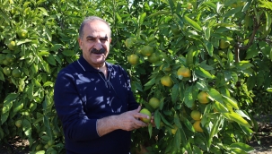 Yaş meyve sebze ürünlerinin ihracat şampiyonu mandalina 