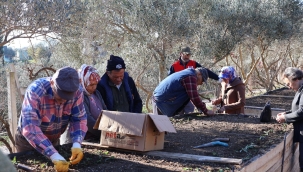 Menderes'te salep umudu 