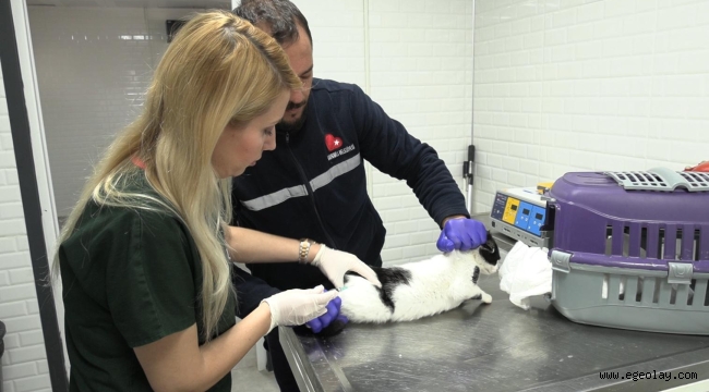 Bayraklı'daki Hayvan Bakımevinde Kapsamlı Yenileme 