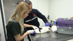 Bayraklı'daki Hayvan Bakımevinde Kapsamlı Yenileme 