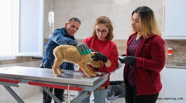 Can dostlar için Menemen'de rekor tedavi sayısına ulaşıldı 