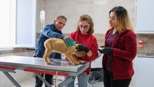 Can dostlar için Menemen'de rekor tedavi sayısına ulaşıldı 