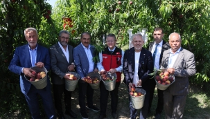 Şeftali ve nektarinde hasat coşkusu